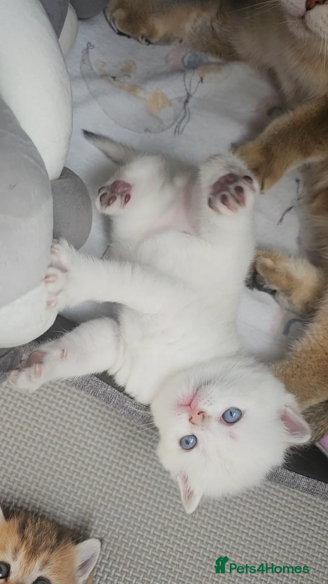 Scottish Fold cats for sale: Pedigree😻SF TICA registered😻kittens😻 - Advert 40