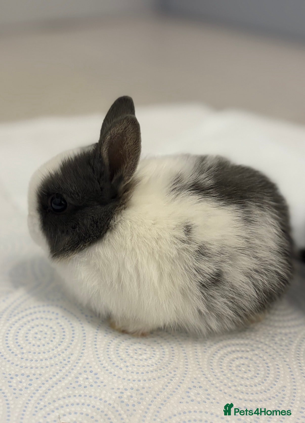 Netherland Dwarf rabbits 5 Netherland Dwarf Bunnies for sale at 8-10 weeks  - Advert 17