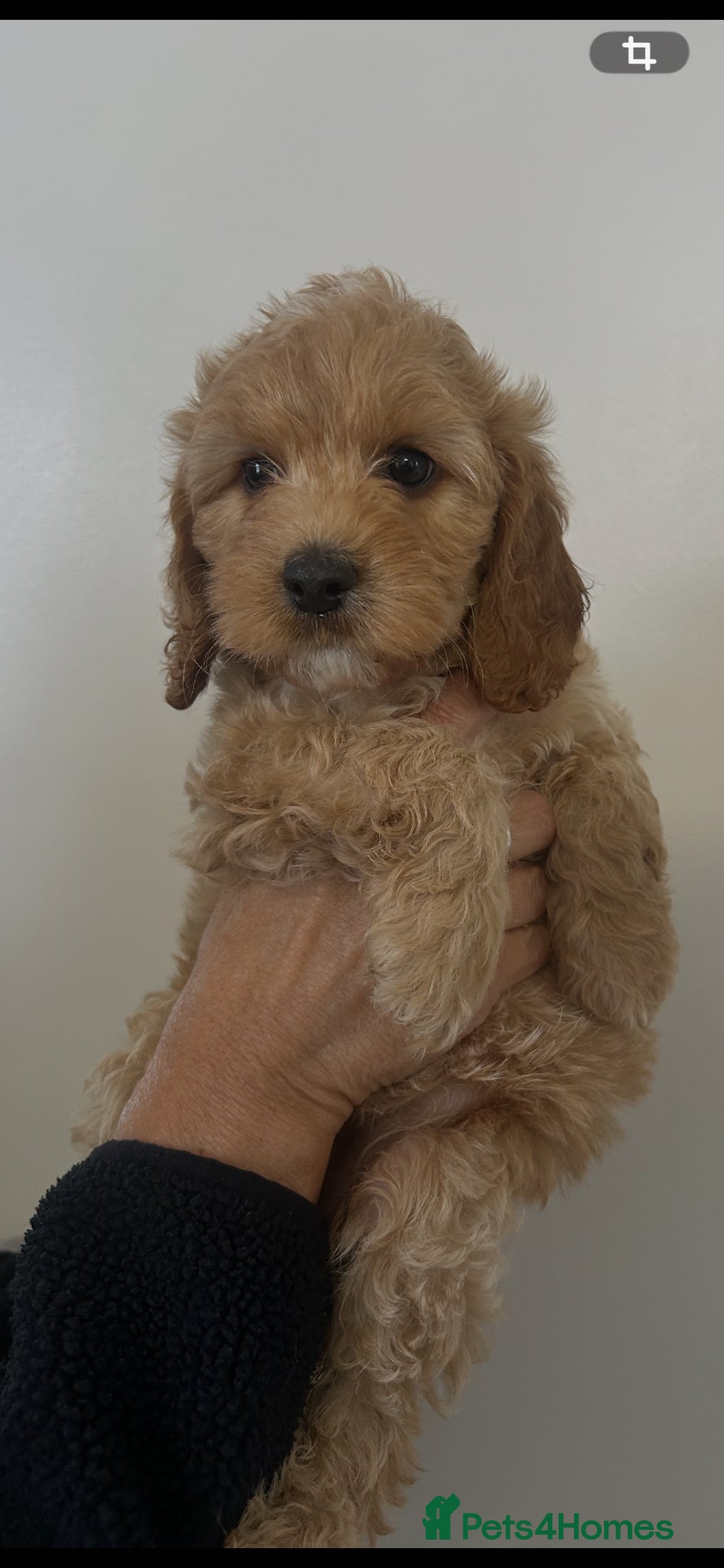 Cockapoo dogs Ready Now beautiful cockapoo puppies  - Advert 1