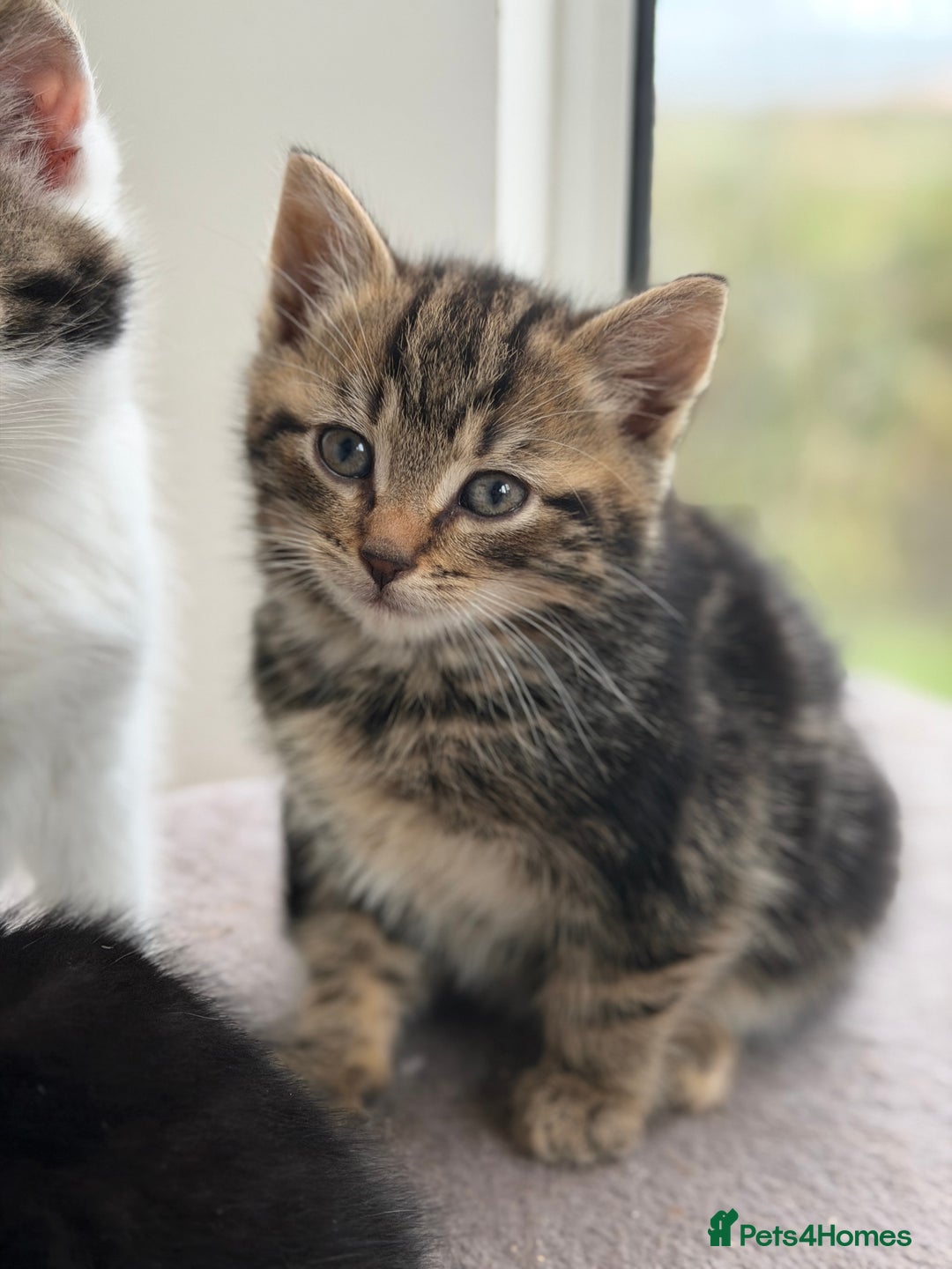 Mixed Breed cats for sale: Kittens for sale  - Advert 2