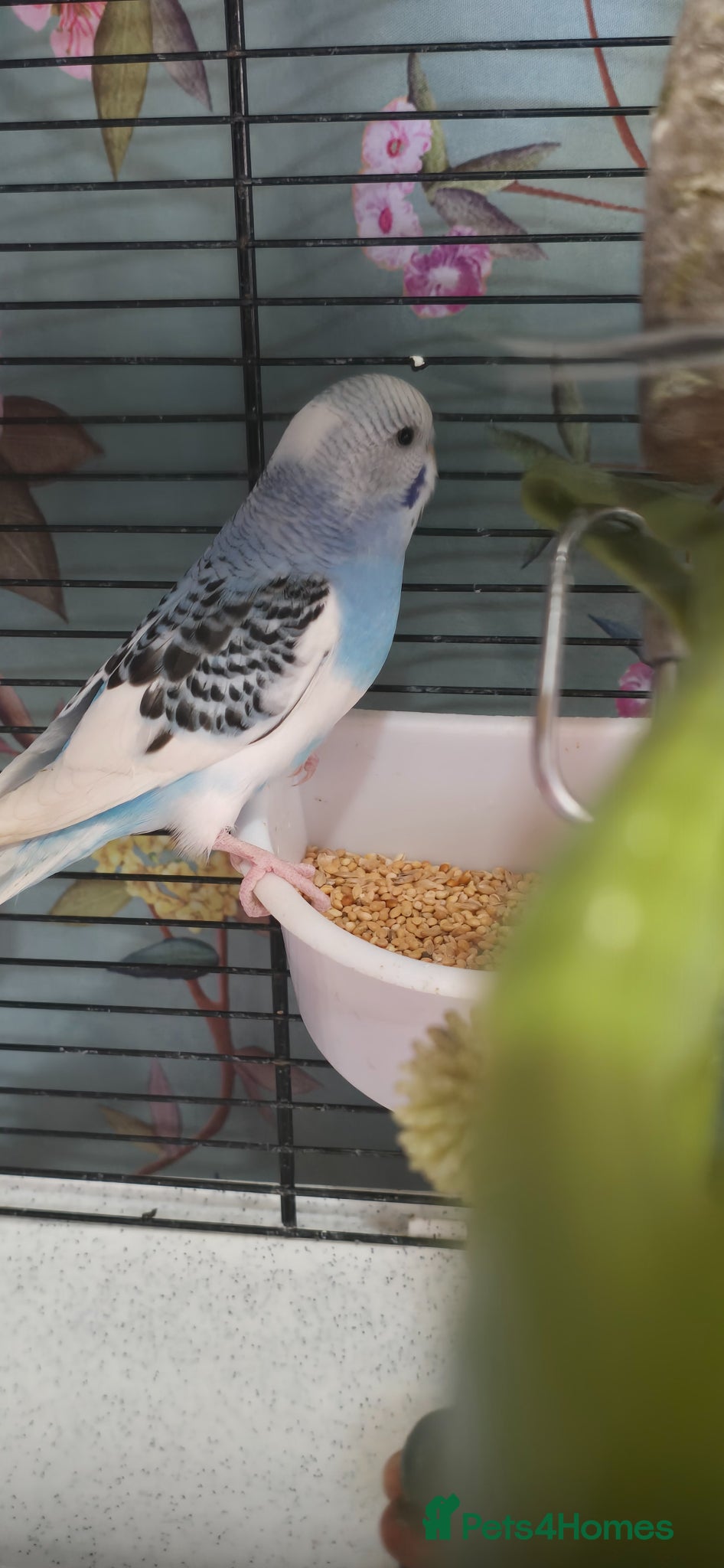 Budgerigars birds Gorgeous Baby Budgies - Advert 2