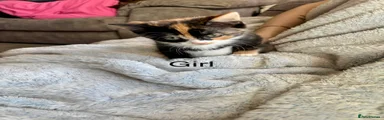 Mixed Breed Kitten 1