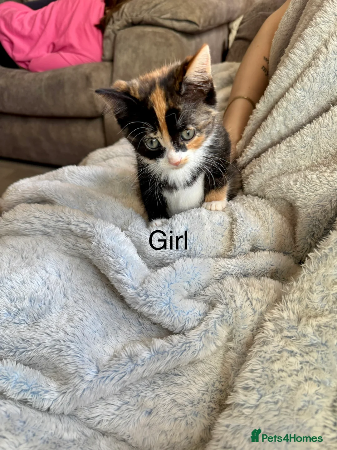 Mixed Breed cats for sale: Beautiful kittens in Wakefield - Advert 7