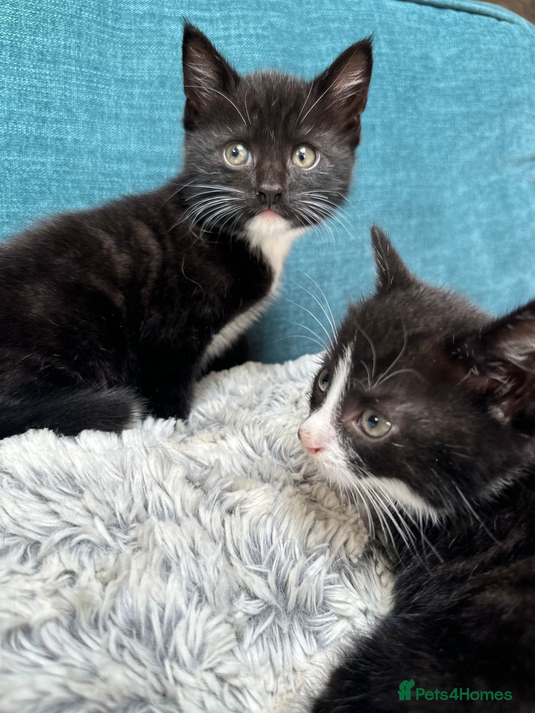 Mixed Breed cats for sale: Beautiful Tuxedo black and white kittens  - Image 6