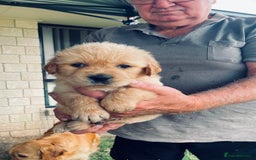 Golden Retriever dogs for sale: Golden Retriever Pups - Image 11