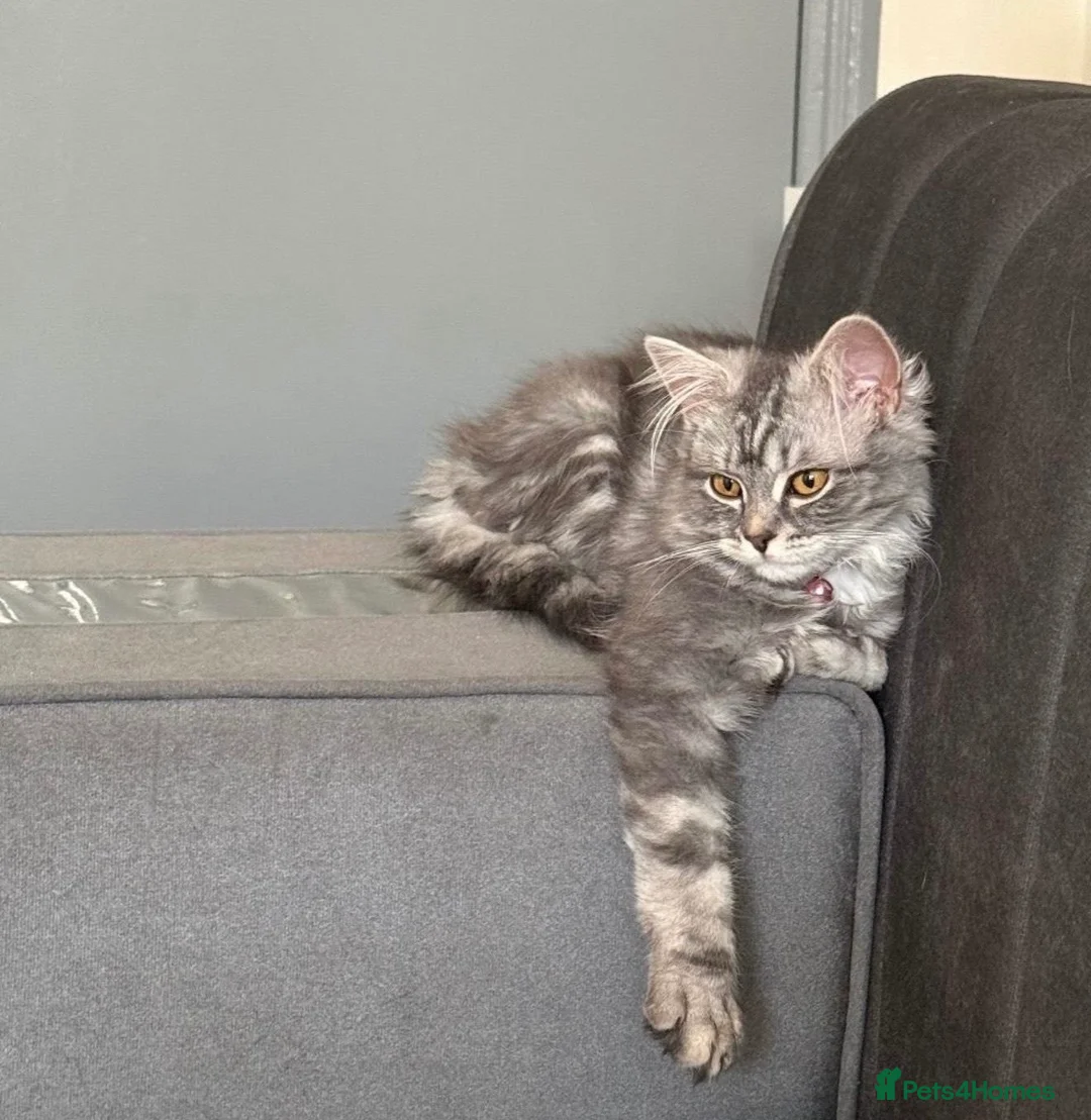 Maine Coon cats for sale: My lovely friend is here for sales  - Advert 12