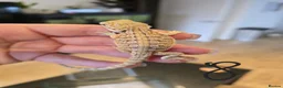 Bearded Dragon reptiles for sale: Baby bearded dragons  - Advert 8