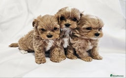 Toy Poodle dogs for stud: Toy Puddle  - Image 5