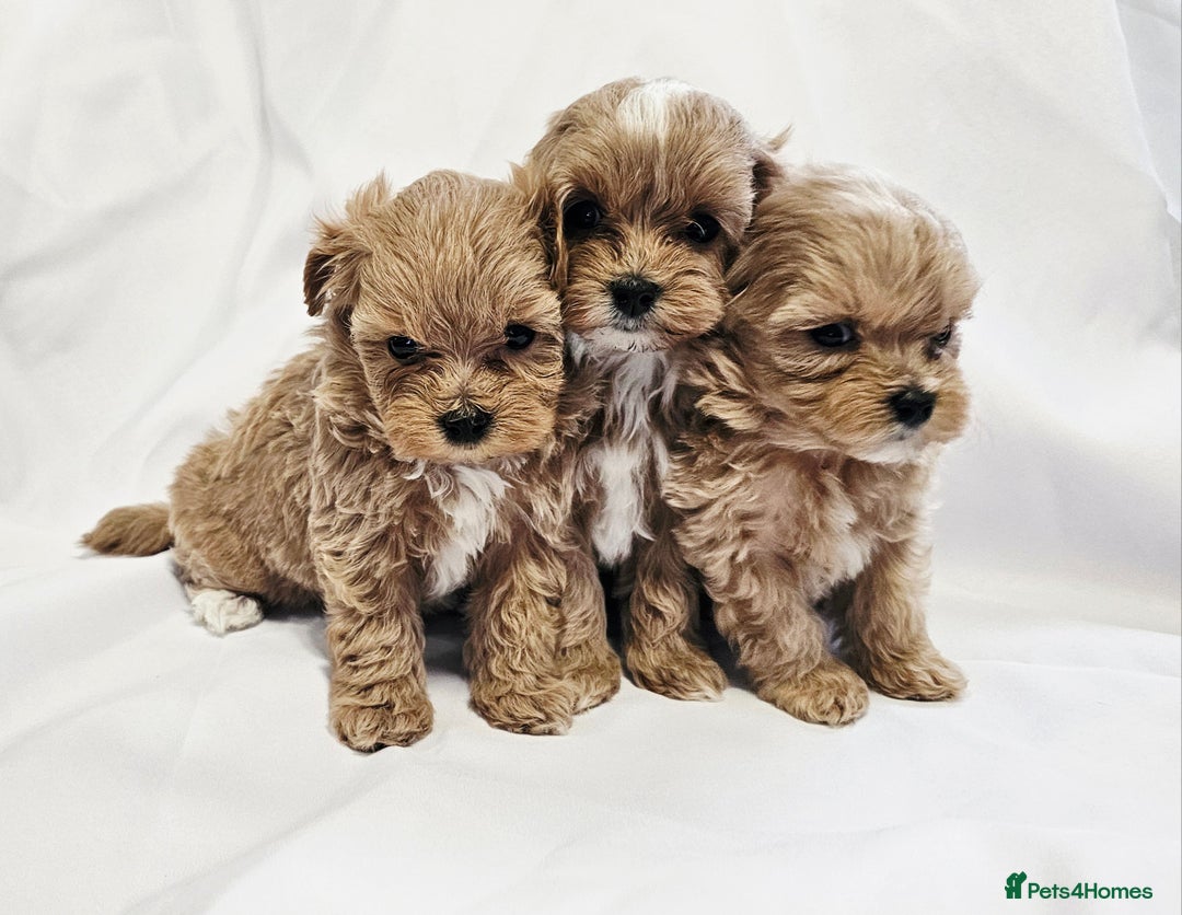 Toy Poodle dogs for stud: Toy Puddle  - Image 5