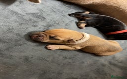 Mixed Breed dogs for sale: Dual pregnancy  - Image 3