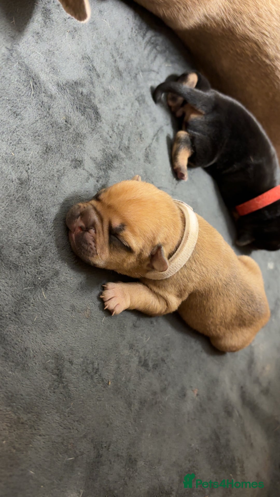 Mixed Breed dogs for sale: Dual pregnancy  - Image 3