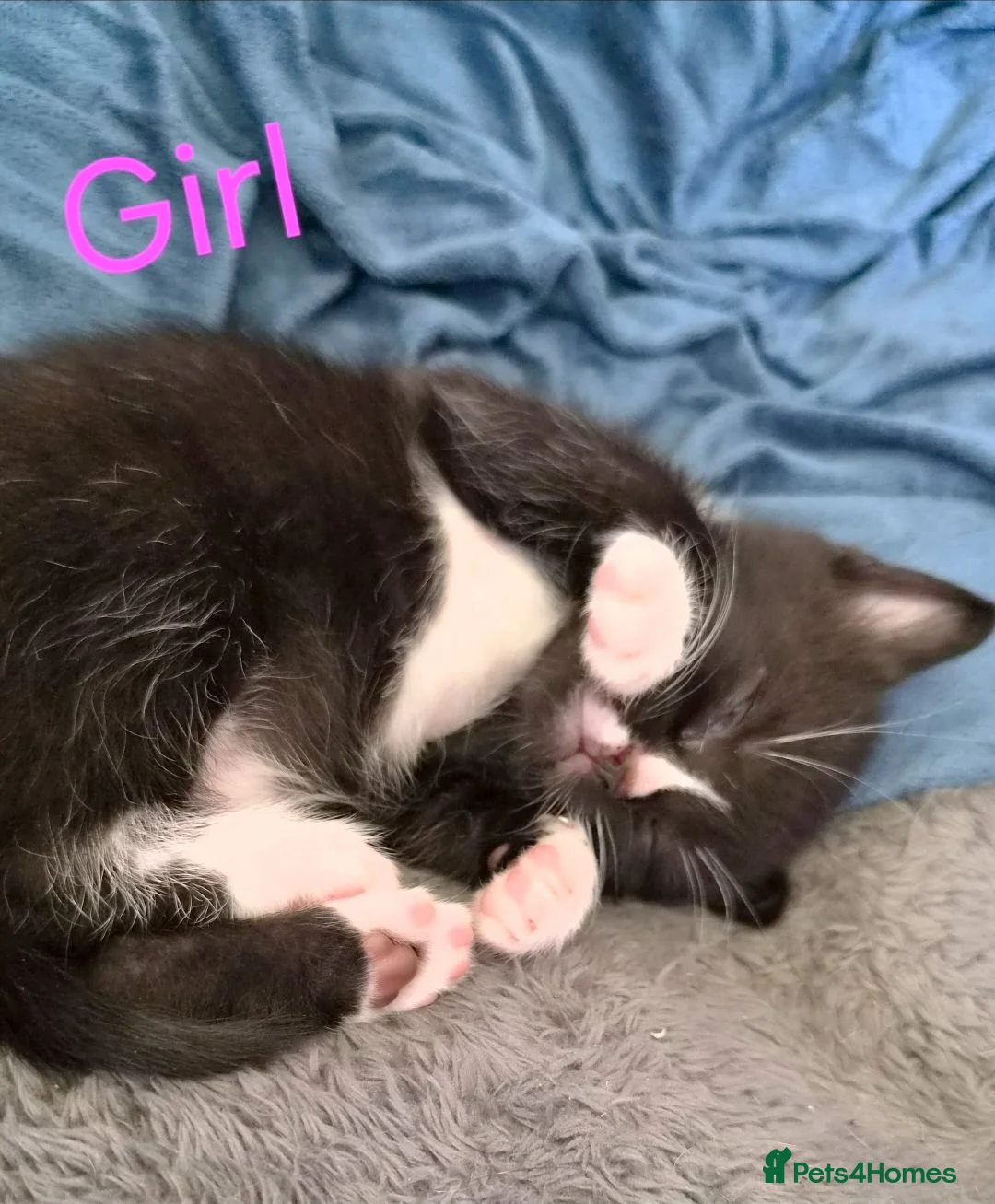 Scottish Fold cats for sale: REDUCED & READY TO GO ❤️ 3 kittens left  - Advert 11