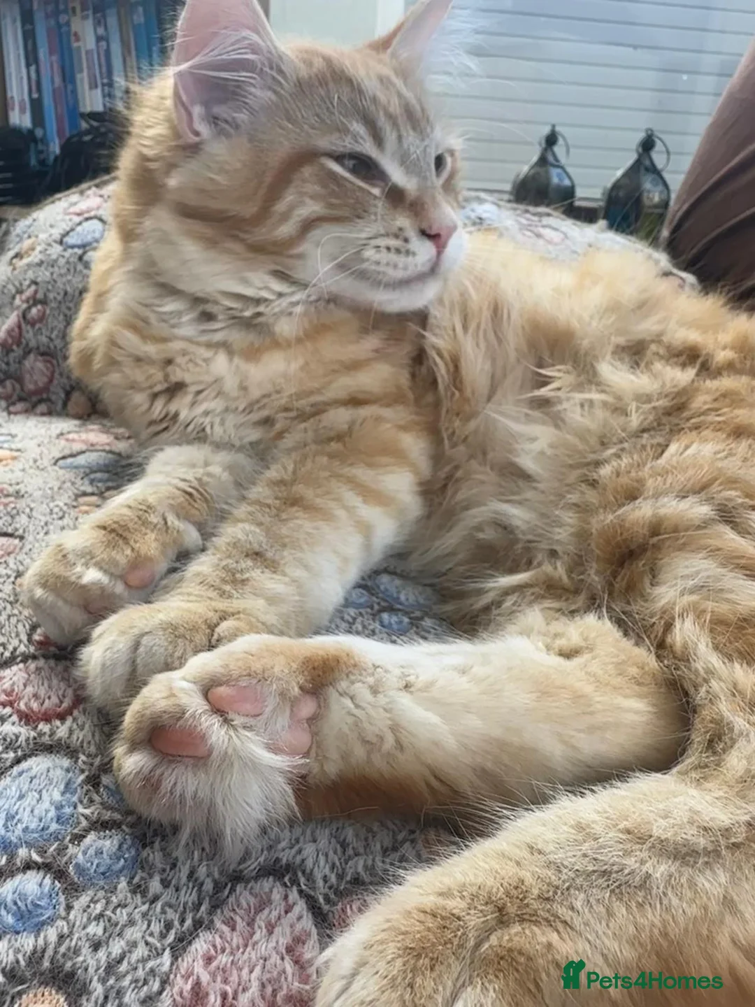 Mixed Breed cats for sale: 🐾 Beautiful Ragdoll x Maine Coon Kittens 🐾 in Hebburn - Advert 2