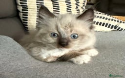 Maine Coon cats for sale: Maine coon kittens - Image 15