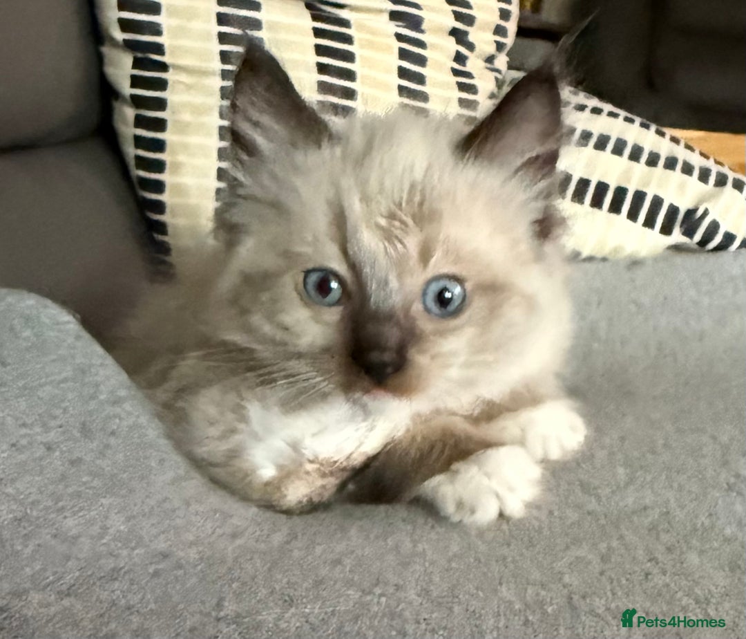 Maine Coon cats for sale: Maine coon kittens - Image 15