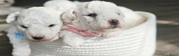 Bichon Frise dogs for sale: Sweet Bichon Frise puppies- Champion Bloodline - Advert 15