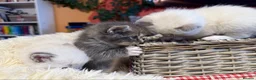 Ragdoll cats for sale: Adorable Ragdoll X Kittens - Advert 7