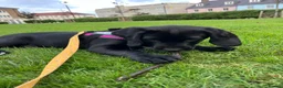 Springador dogs for sale: Happy chappy Springador looking for forever home  in Newquay - Advert 14