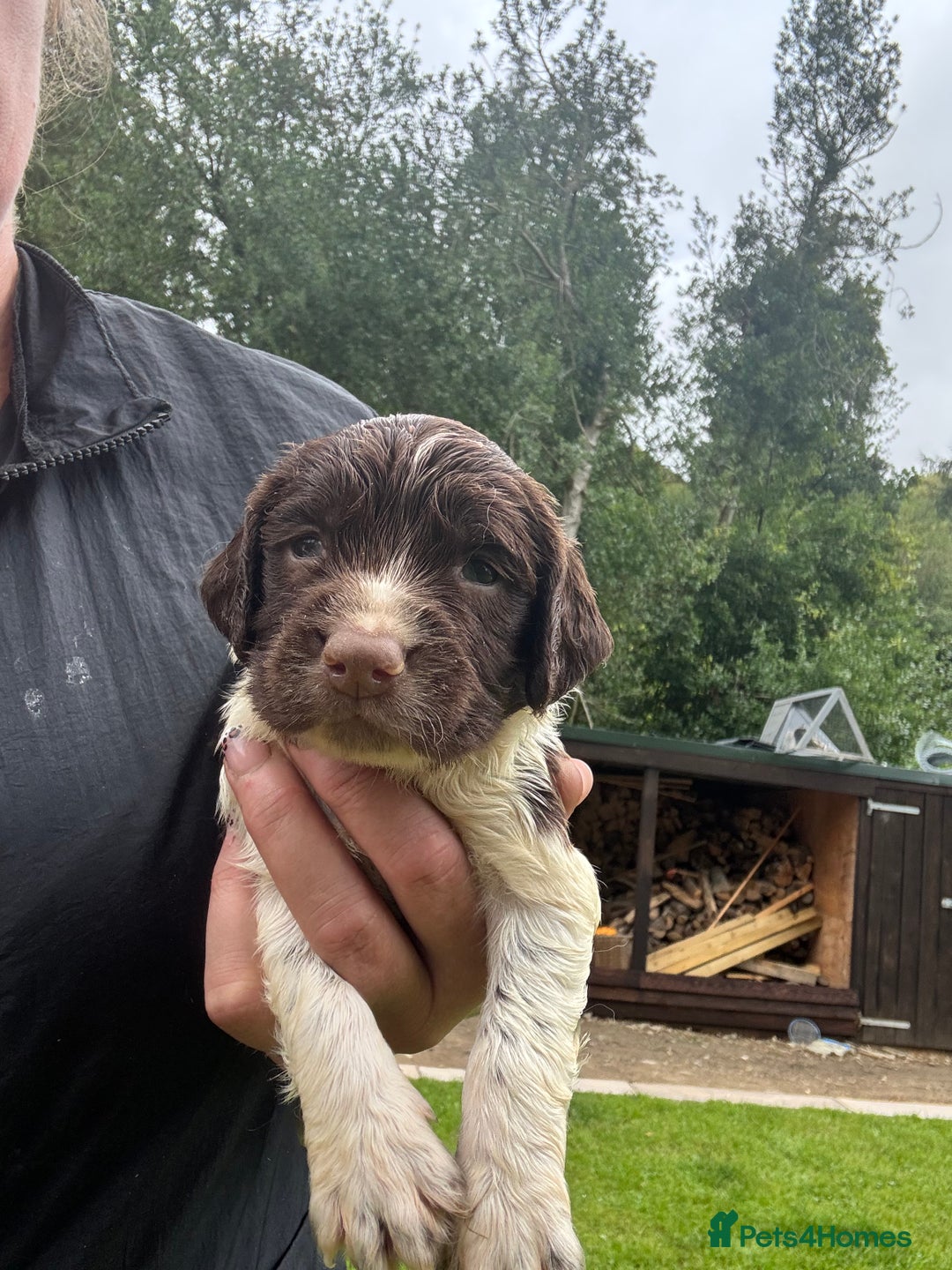 English Springer Spaniel dogs for sale: Springer Spaniel Puppies  - Image 31
