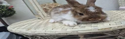 Netherland Dwarf rabbits for sale: Beautifull  netherland   dwarf lop babys - Advert 2