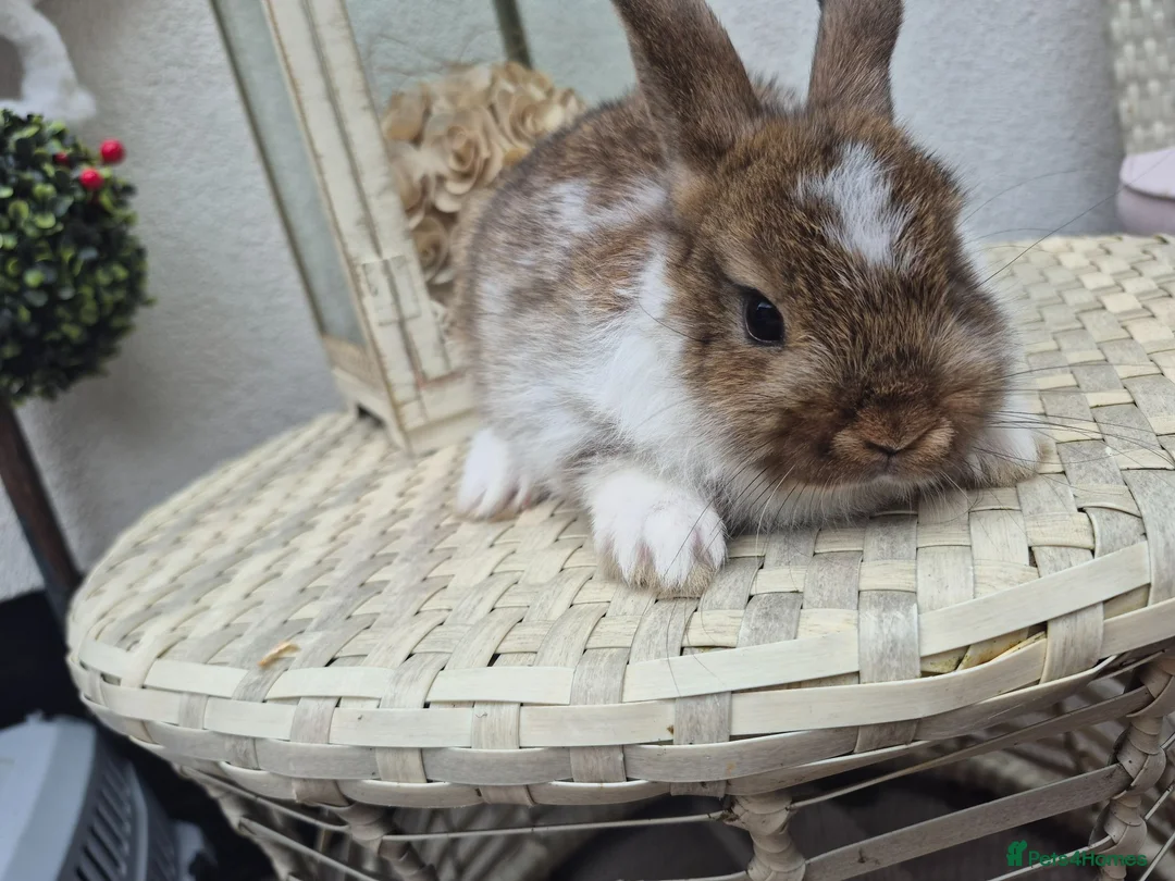 Netherland Dwarf rabbits for sale: Beautifull  netherland   dwarf lop babys - Advert 2