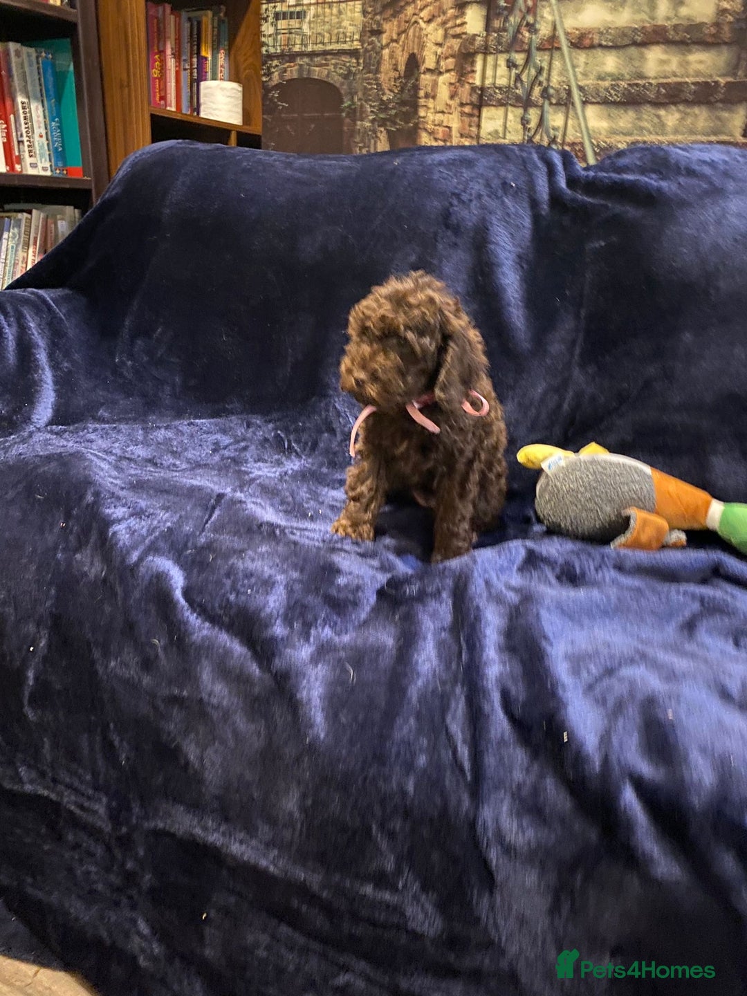 Cockapoo dogs for sale: Chocolate Cockapoo Puppies for Sale - Image 14