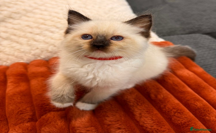 Ragdoll cats - Advert 1