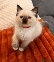 Ragdoll cats - Advert 4