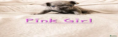 Pink Collar - Lilac Girl