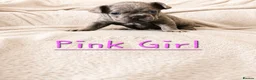 French Bulldog dogs for sale: Exceptional KC French Bulldog Puppies - Advert 11