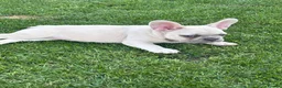 French Bulldog dogs for sale: 🩷READY NOW.. Gorgeous litter of Frenchies🩷  - Advert 11