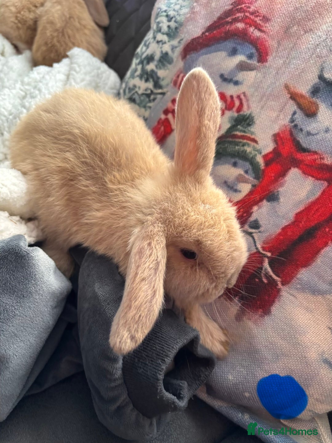 Mini Lop rabbits for sale: purebred Mini Lops  - Advert 17