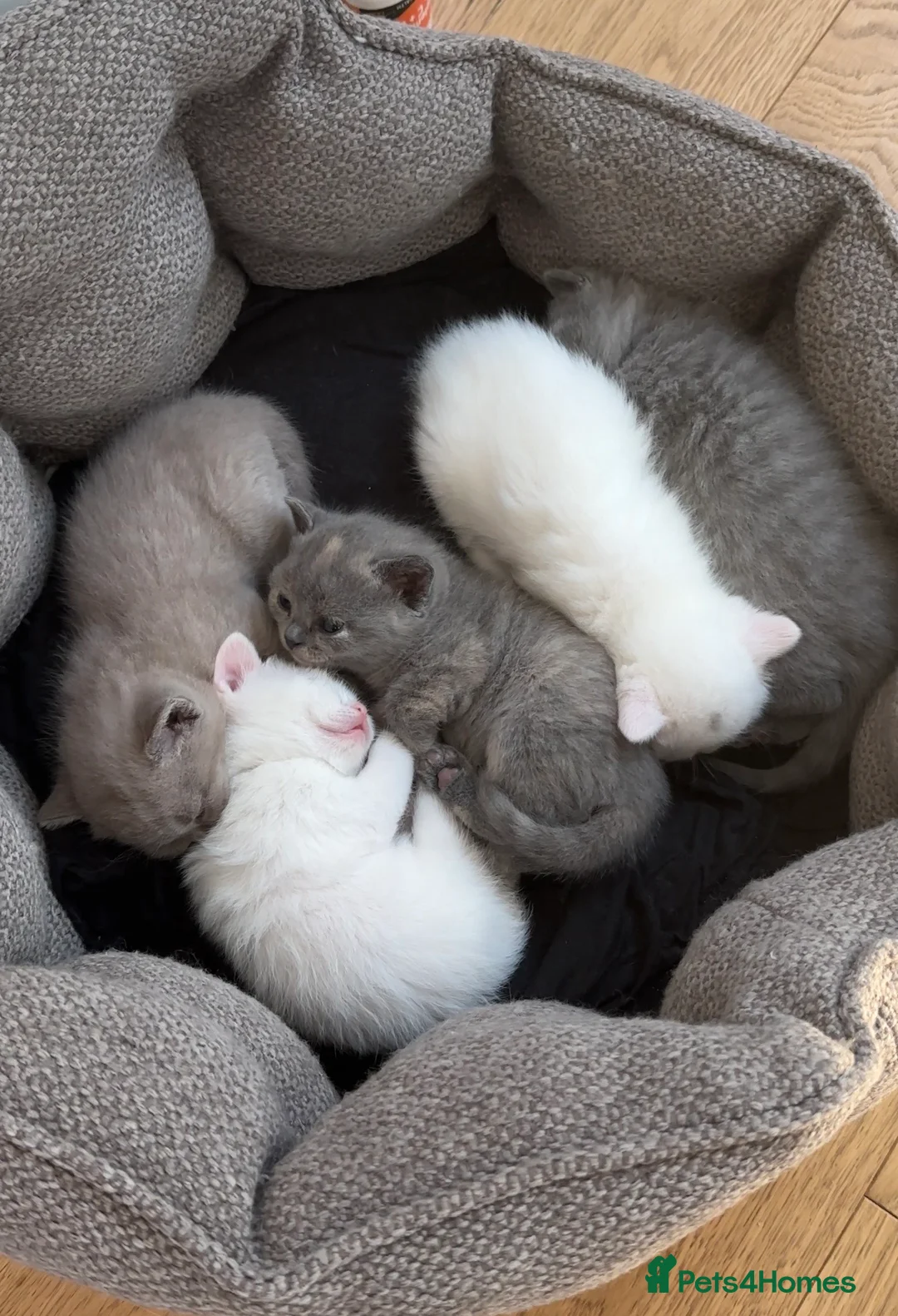 British Shorthair cats for sale: British short hair kitten for sale  - Advert 2