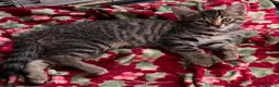 Mixed Breed cats for sale: 3 Gorgeous female kittens - Advert 9