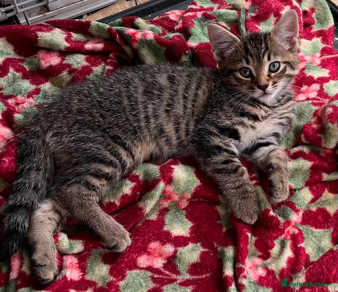 Mixed Breed cats for sale: 3 Gorgeous female kittens - Advert 9