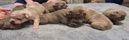 French Bulldog dogs for stud: 🦁HUNCHO🦁PUP BACK DEAL 1ST PICK FEMALE‼️ in Northampton - Advert 8