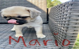 Pug dogs for sale: Pug Puppies  - Image 24