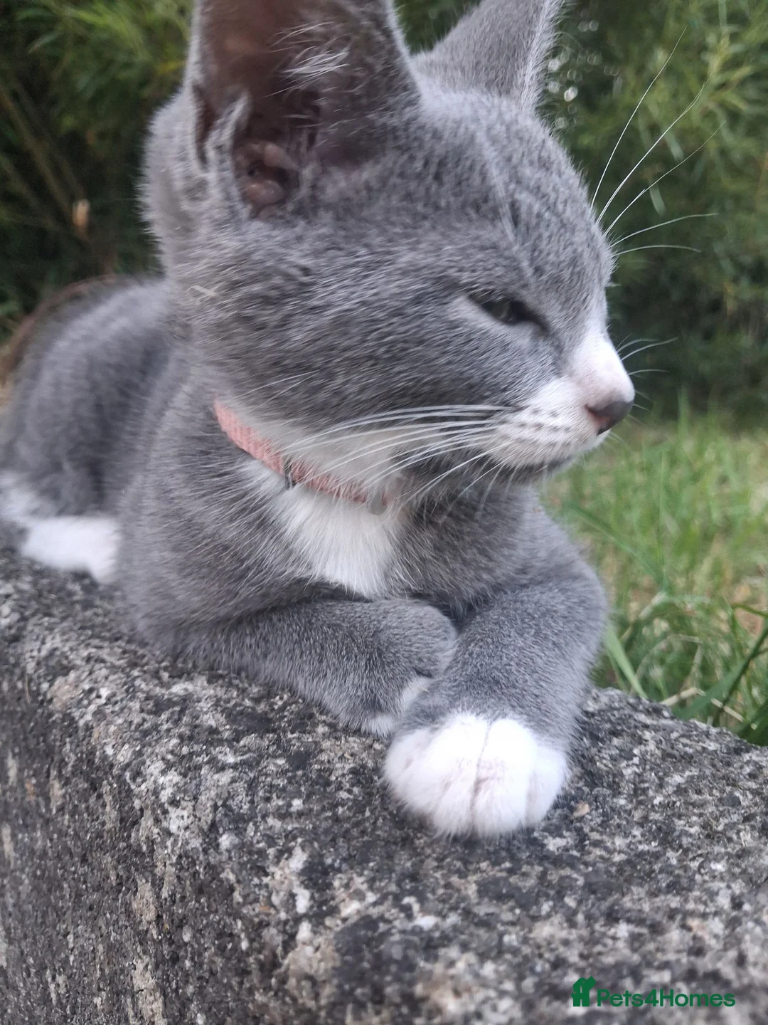 Mixed Breed cats for sale: Beautiful.cuddly and playful mixed kittens  - Advert 2