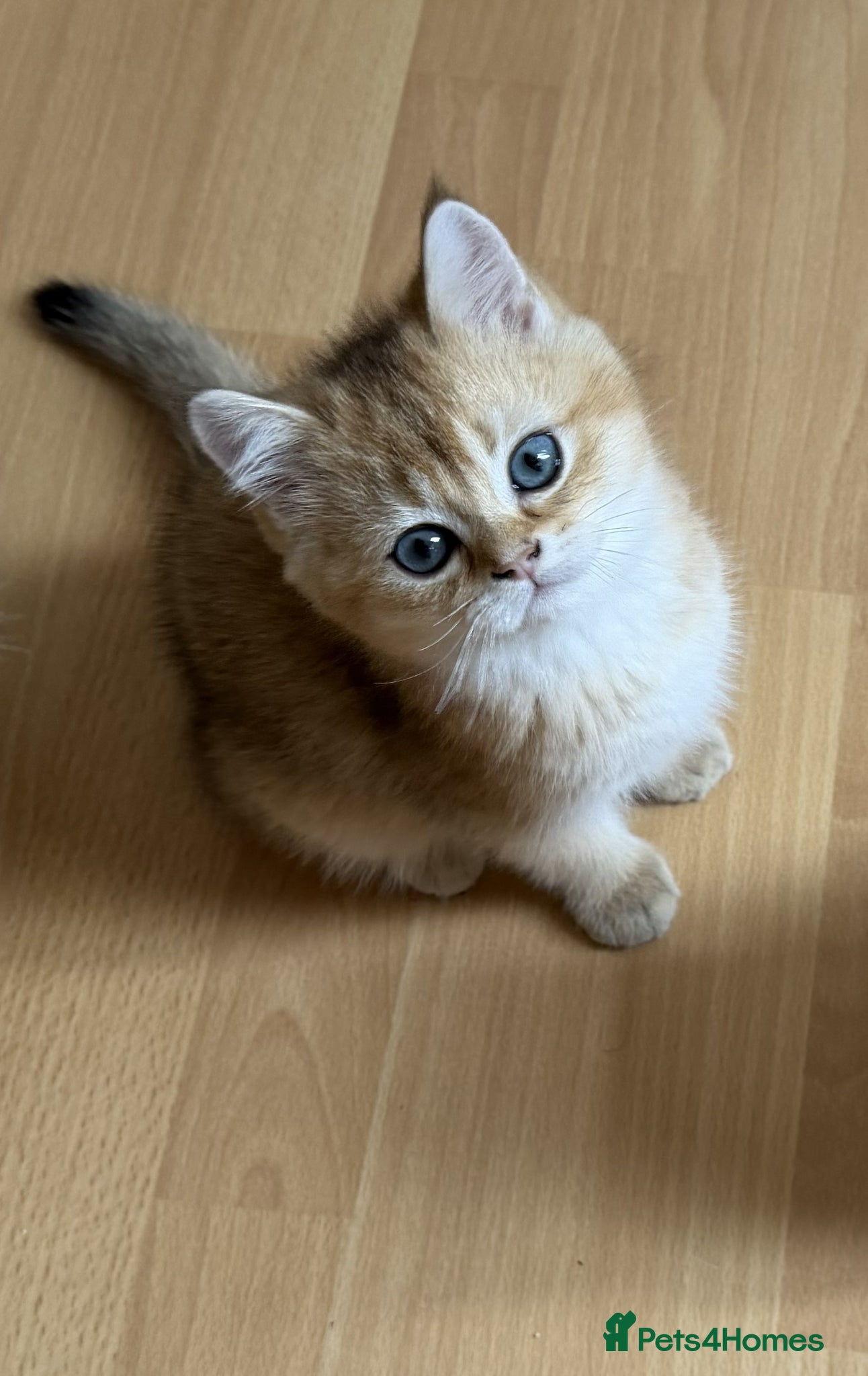 British Shorthair cats for sale: Stunning British shorthair & Longhair kittens - Advert 1