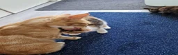 Mixed Breed cats for sale: Very Cute Calico Girl - Advert 13