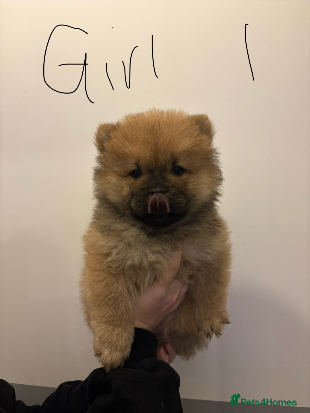 Chow Chow dogs for sale:  🐾 Exclusive Chow Chow Puppies  - Advert 9