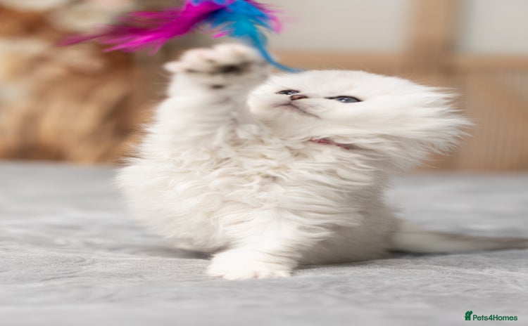 Scottish Fold cats - Advert 3