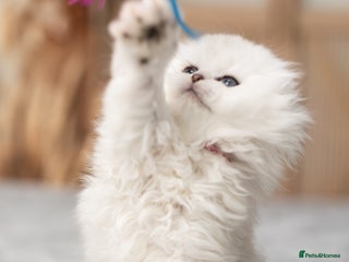 Scottish Fold cats - Advert 7