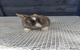 Lionhead rabbits for sale: lionhead bunnies  - Image 16