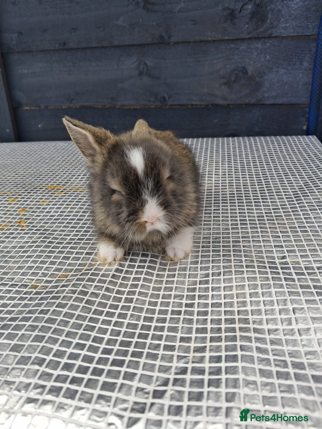 Lionhead rabbits for sale: lionhead bunnies  - Image 16