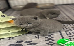 British Shorthair cats for sale: 🩶Adorable & chunky GCCF Bsh kittens🩶 - Image 9