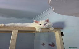 Maine Coon cats for sale: TICA reg Maine coon kittens 1 female left - Image 10
