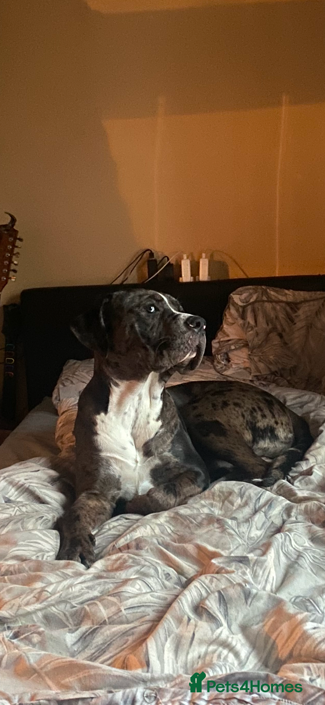 Mixed Breed dogs for sale: Rocco - Advert 13