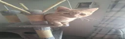 Mixed Breed cats for sale: 2 kittens for sale in Aberdeen - Advert 4