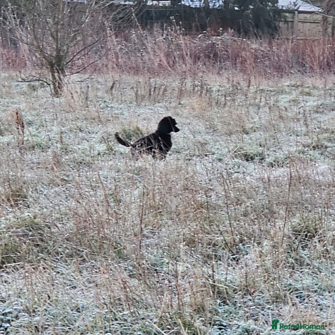 Standard Poodle dogs for sale: KC Standard poodle puppies🐩 - Advert 4